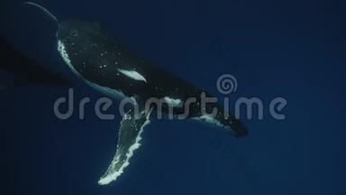 与鲸鱼一起游泳。 夏威夷的母亲和小牛驼背鲸鱼。 14位彩色电影摄影机拍摄的录像